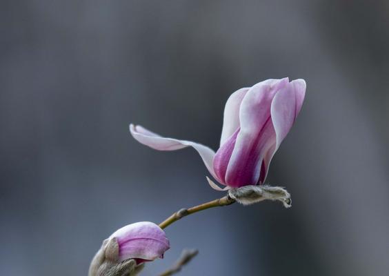 玉兰花的寓意与象征（探寻玉兰花的内涵与象征意义）