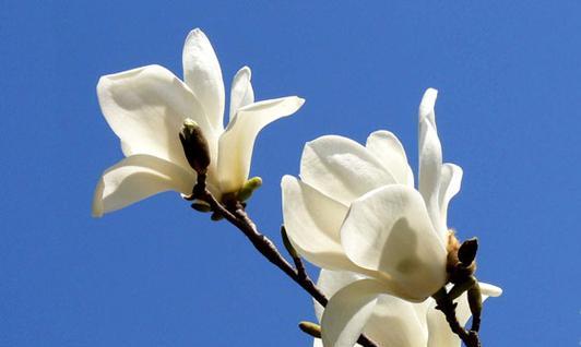 玉兰花的美丽寓意（探索玉兰花的象征与意义）