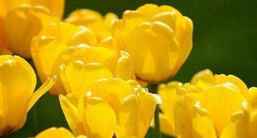 郁金香花语与其深远的意义（探索郁金香的花语之美）