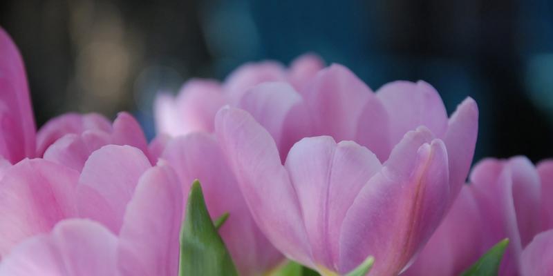郁金香——花开如意（郁金香花语与寓意解析）