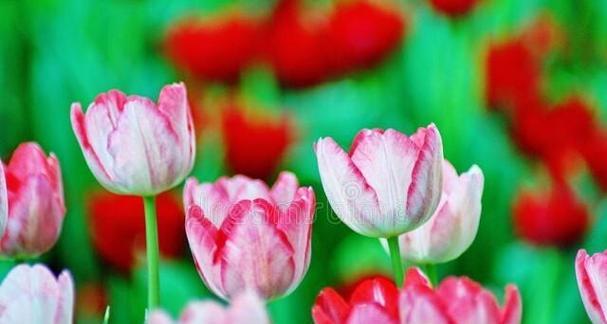 郁金香的花语和寓意（揭示郁金香所传达的深刻内涵）