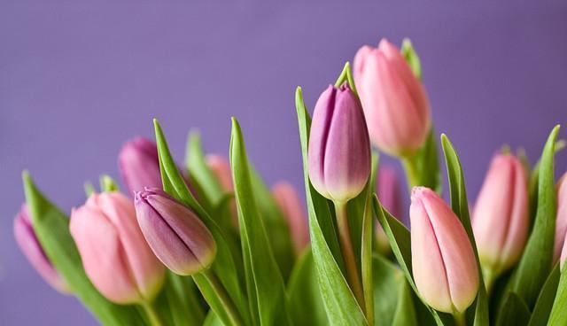 郁金香花语（探索郁金香花语的深层意义）