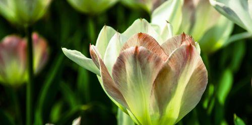 郁金香花的象征意义（探寻郁金香花的多重含义）