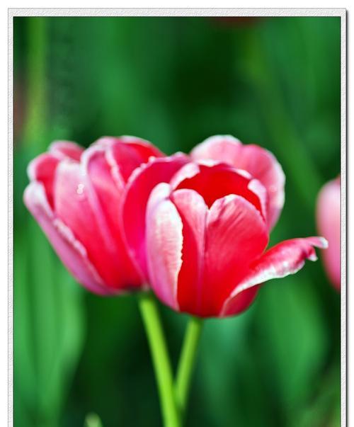 郁金香花语和寓意（解密郁金香的十二种寓意）