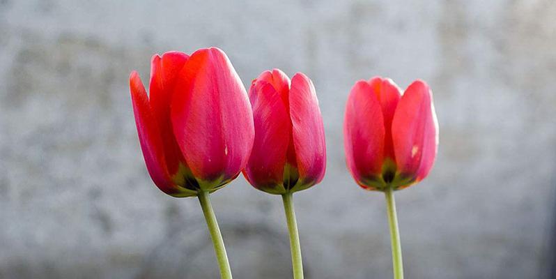 郁金香花语的意义与传承（探索郁金香花语的历史和象征）