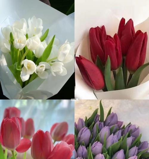 郁金香，花的傲立者（探寻郁金香的花语之美）