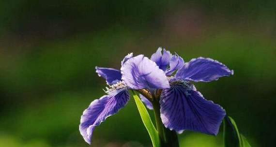 鸢尾草花语的奥秘（解读鸢尾草的花语及象征意义）