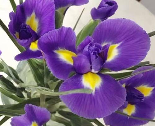 鸢尾花的花语与意义（一种花卉的深意与传承）