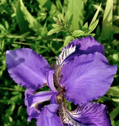 鸢尾花语与寓意解析（探索鸢尾花的深层内涵与象征意义）