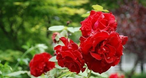 月季花的花语与寓意（揭秘月季花的15个花语）