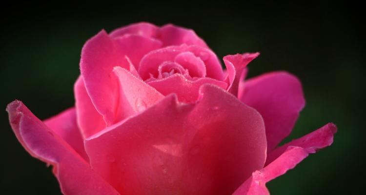 月季花的花语（浪漫之花美丽传递）