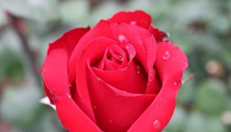 月季花语(月季花语的意义与象征)