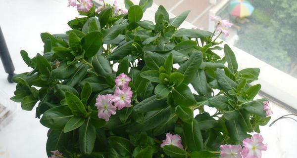 长春花（传递快乐与坚持的花语）