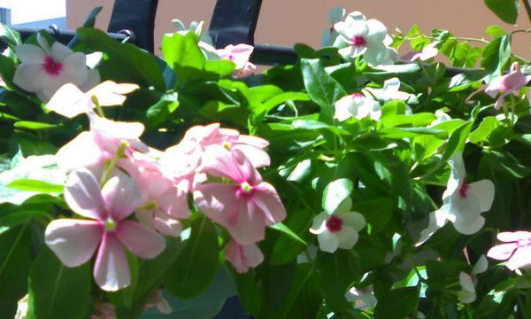 长春花（传递快乐与坚持的花语）