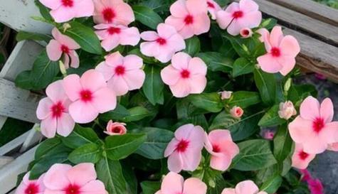 长春花花语（传递爱与祝福的长春花花语）