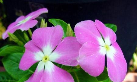 长春花花语（传递爱与祝福的长春花花语）