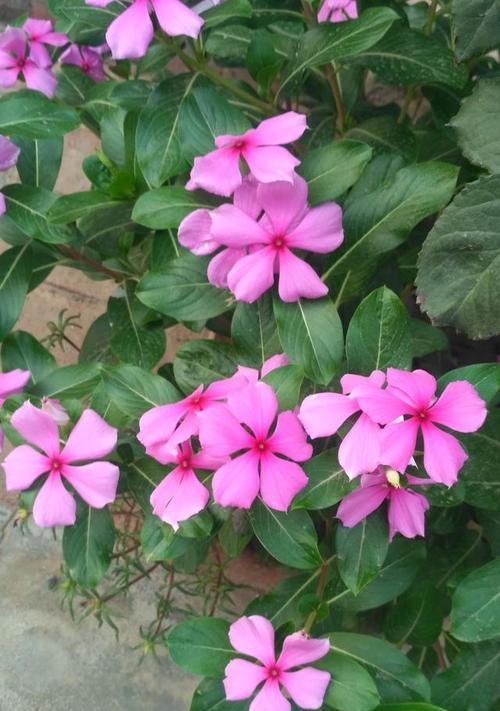 长春花花语（传递爱与祝福的长春花花语）