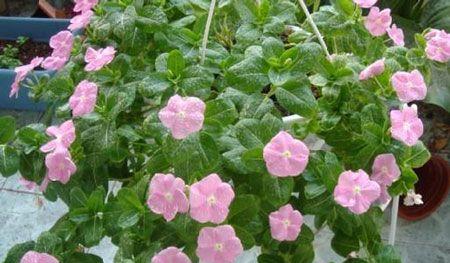 长春花花语的意义与传承（探索长春花的花语之美）