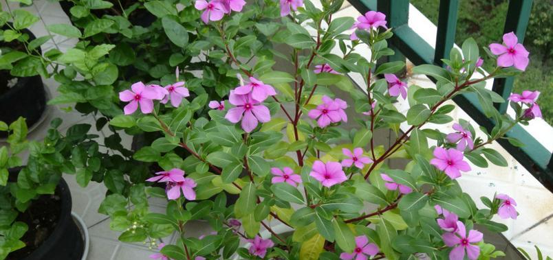 长春花（揭示长春花的寓意和意义）
