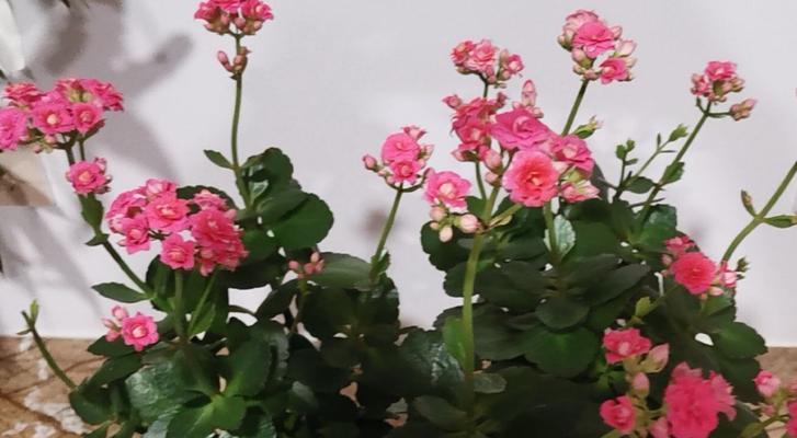 长寿花的花语及其寓意（传承千年的祝福之花-长寿花）
