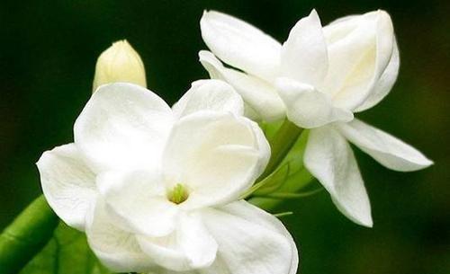 栀子花的花语揭示的含义（探究栀子花的象征和深层意义）