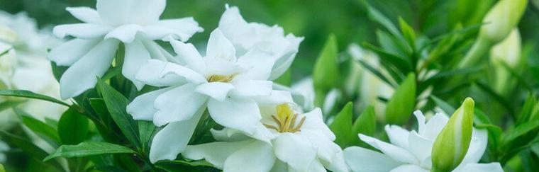栀子花的花语与象征意义(揭秘栀子花的神秘魅力)