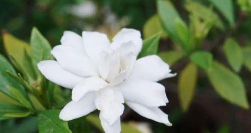 栀子花语的含义和传承（探寻栀子花的美丽秘密与文化意蕴）