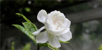 栀子花语的含义和传承（探寻栀子花的美丽秘密与文化意蕴）