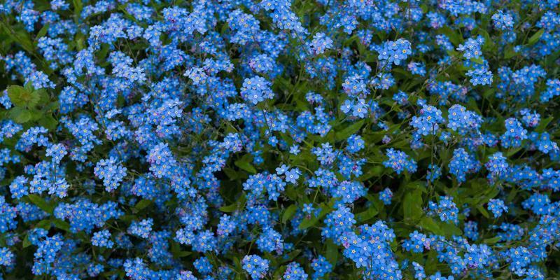 诸葛菜花语及寓意解读（以花之名）