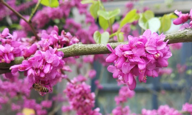 紫荆花的传说与花语(从古代神话到现代象征)