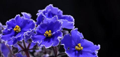 紫罗兰花语的深刻寓意(揭开紫罗兰花背后的花语秘密)