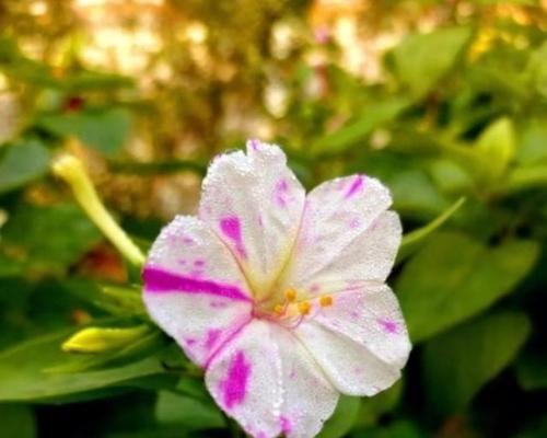 紫茉莉花语的含义及传承（传承千年的花语）