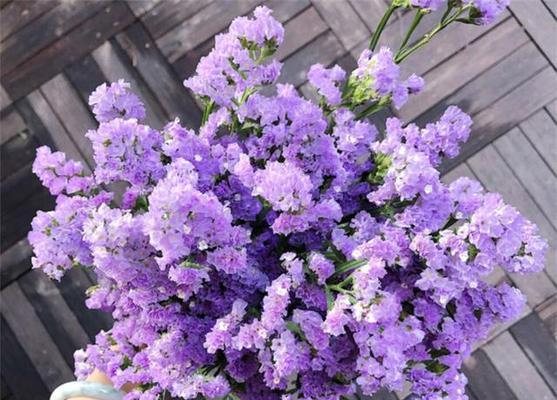 紫色康乃馨花语与寓意(探索紫色康乃馨的深邃意义)