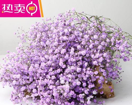 紫色满天星花语的意义及象征（星光璀璨）