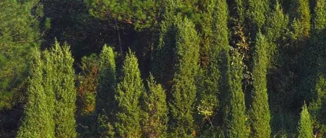 探究柏树是否是保护植物（了解柏树的特点与价值）