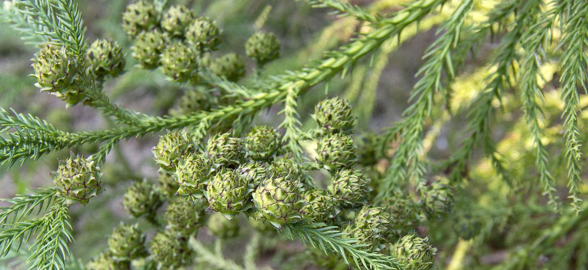 柏树籽的采摘和使用（采摘时间）
