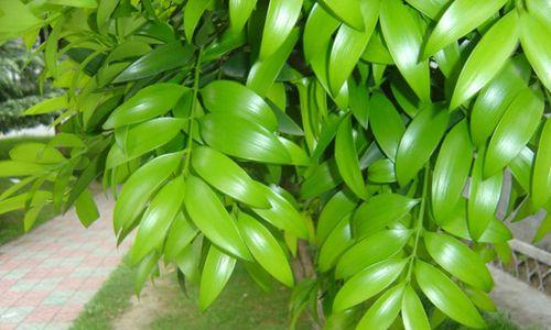 护理秘籍!如何让你的家里的柏竹更加茂盛(柏竹养护指南)