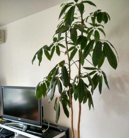 搬新家客厅放什么植物好（盆栽推荐与摆放技巧）