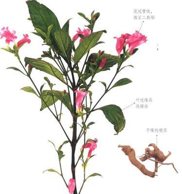 板蓝根泡水喝的功效与注意事项（了解板蓝根的药用价值）