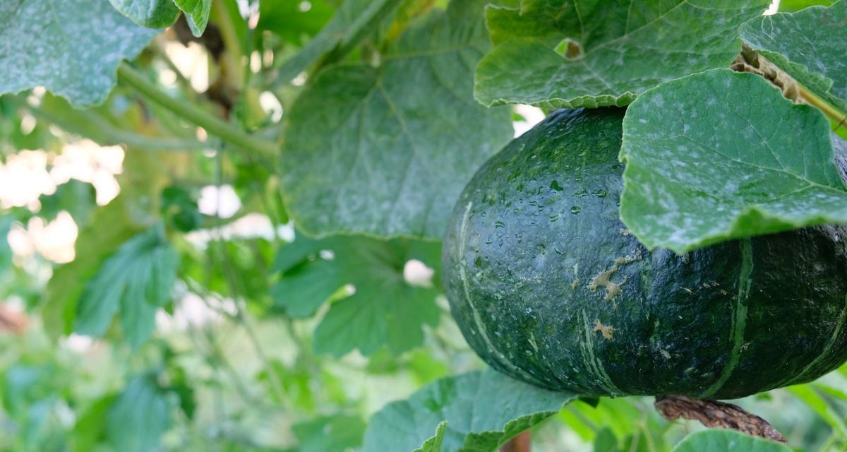 板栗南瓜籽种植指南（从选择到收获）
