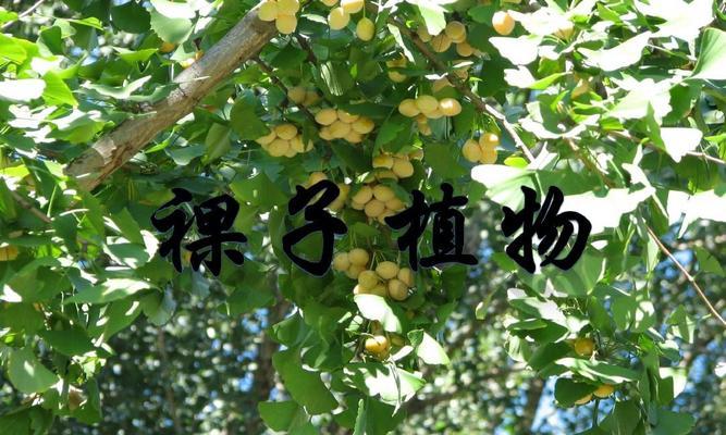 板栗是裸子植物吗（板栗的特点和分类）