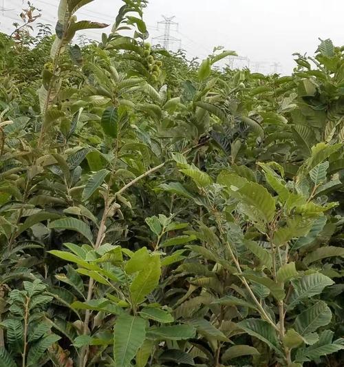 板栗树的嫁接技术（以巨桂树为主的嫁接实践）