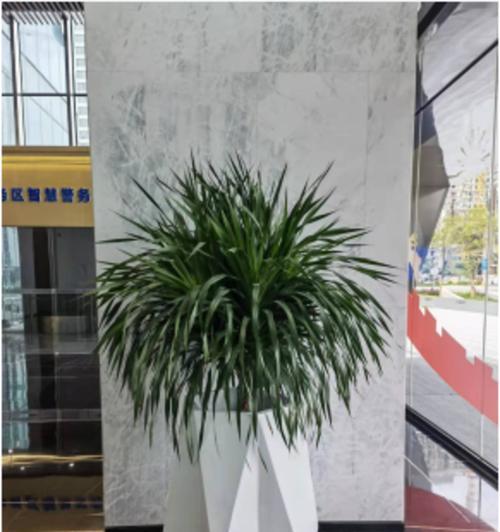 办公室大厅植物装饰指南（如何选择适合的植物）