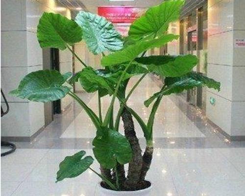 办公室进门放什么植物好(为打造舒适环境)