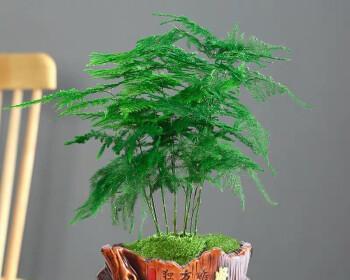 办公室盆景植物的选择与养护(打造舒适办公环境的小窍门)