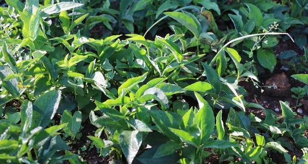 半夏种植肥料选择指南（以何种肥料为半夏提供最佳养分）