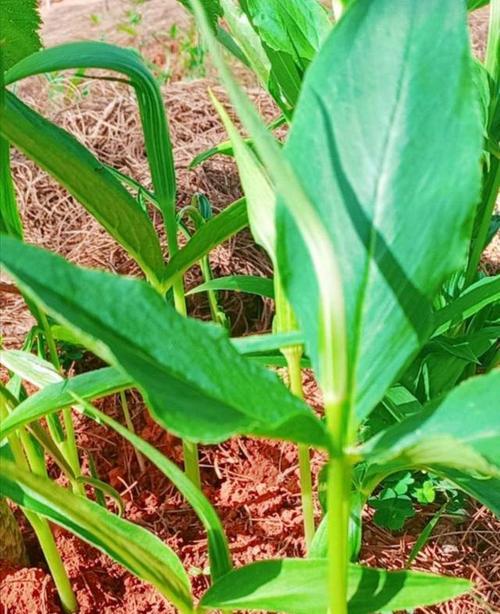 半夏种子的种植方法（种植半夏）