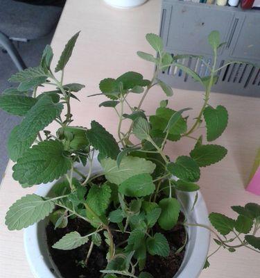 薄荷的生长过程剖析（探究薄荷的生态特征与生长习性）