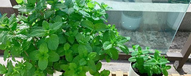 薄荷冬季养护全攻略（营养防护、保暖管理、防病治虫）