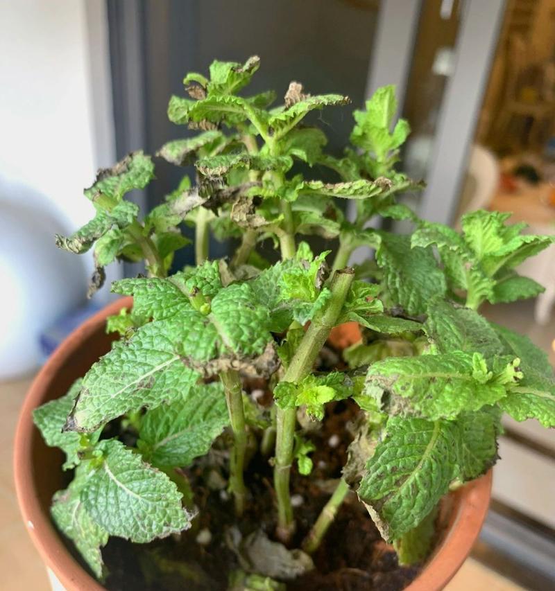 薄荷种植的浇水技巧（浇水频率与水量的掌握）